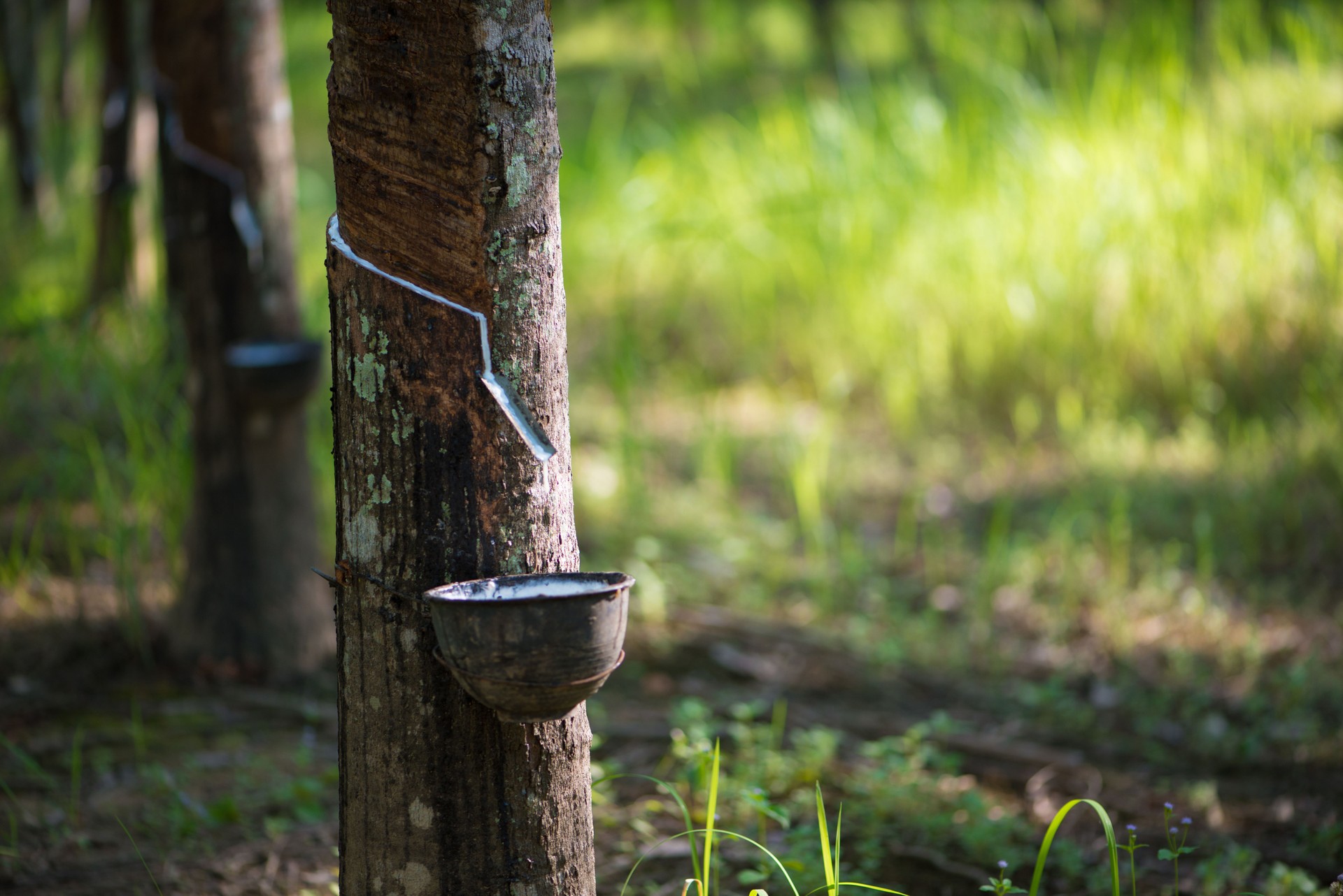 Rubber tree,Hevea brasiliensis or Para